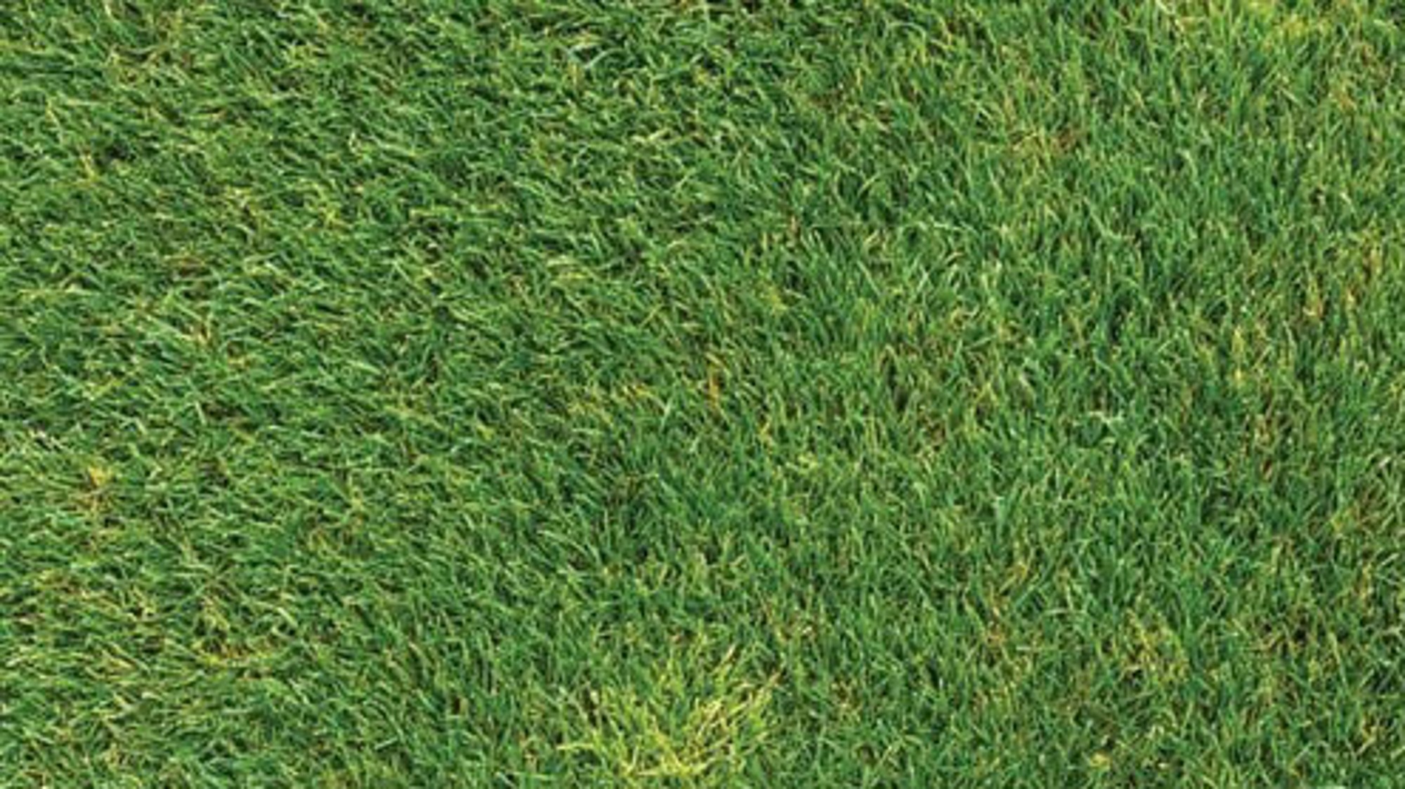 Gloucester Rugby showing effect of Attraxor application on Poa in sward