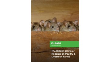 The Hidden Costs of Rodents on Poultry & Livestock Farms