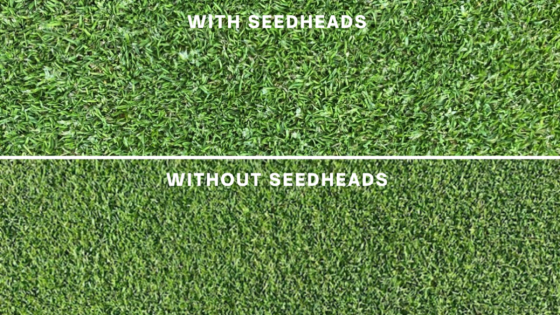 Using Attraxor for regulating turf growth and controlling Poa annua seedheads